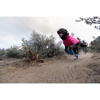 Ein schwarzer Hund, der einen leuchtend pinken Pullover und blaue Stiefel trägt, läuft fröhlich auf einem sandigen Weg, umgeben von spärlicher Vegetation.