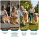 Vierfelder-Bild eines Golden Retrievers und seines Besitzers, vom müden Zuhause bis zum Rennen im Freien; sichtbare Beschriftungen: DAVOR, WOCHE 1–2, WOCHE 3–4, WOCHE 5–6.