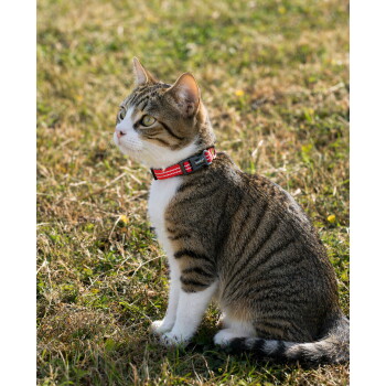 Getigerte und weiße Katze sitzt im Gras und trägt ein rotes reflektierendes Halsband mit einer schwarzen Schnalle, auf der weiße Schrift zu sehen ist.