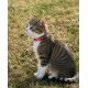 Getigerte und weiße Katze sitzt im Gras und trägt ein rotes reflektierendes Halsband mit einer schwarzen Schnalle, auf der weiße Schrift zu sehen ist.