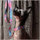 Ein Chinesischer Schopfhund mit einer markanten Frisur, der ein buntes pink-blaues Halsband trägt, schaut gegen einen schwarz-weißen karierten Hintergrund nach oben.