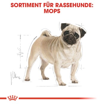 Illustration eines Mops-Hundes mit einer detaillierten Skizze, betitelt "Sortiment für Rassehunde: Mops" in fettem roten Text.