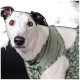Hund trägt ein grünes Geschirr mit Avocado-Muster vor dunklem Hintergrund.