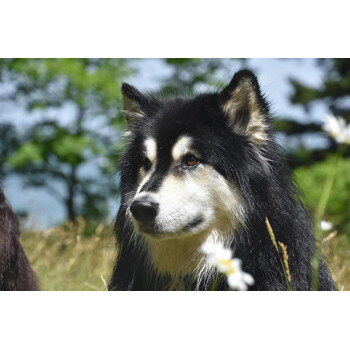 Nahaufnahme eines schwarz-weißen, fluffigen Husky-ähnlichen Hundes auf einer Wiese mit weißen Gänseblümchen