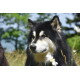 Nahaufnahme eines schwarz-weißen, fluffigen Husky-ähnlichen Hundes auf einer Wiese mit weißen Gänseblümchen