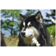 Nahaufnahme eines schwarz-weißen, fluffigen Husky-ähnlichen Hundes auf einer Wiese mit weißen Gänseblümchen