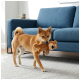 Shiba Inu trägt einen braunen Plüsch-Teddy vor einem blauen Sofa in einem Wohnzimmer