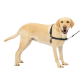 Ein gelber Labrador Retriever, der ein schwarzes Geschirr und eine Leine trägt, steht vor einem weißen Hintergrund.