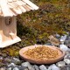 Ein kleiner Vogel steht neben einem Holzbrett, das mit getrockneten Mehlwürmern gefüllt ist, in der Nähe eines Vogelhauses auf einem moosigen Boden mit Steinen.