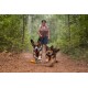 Zwei Hunde, ein Corgi und ein Shetland Sheepdog, laufen verspielt auf einem Schotterweg im Wald, mit einer Person, die hinter ihnen geht.