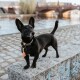 Kleiner schwarzer, kurzbeiniger Hund mit Halsband und orangefarbener Troddel steht auf einer steinernen Uferkante; im Hintergrund eine Brücke.