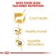 Infographic promoting tailored nutrition for dogs, highlighting coat health, healthy transit, and appetite stimulation.