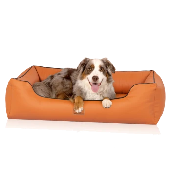 Ein glücklicher Australian Shepherd Hund liegt in einem gemütlichen orangefarbenen Haustierbett mit schwarzem Rand und zeigt sein verspieltes Wesen.