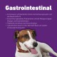 Gastrointestinale Vorteile von Haustierfutter mit Aminosäuren, Putenproteinen, Postbiotika und Lignocellulose, mit einem liegenden Hund.
