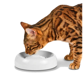 Gefleckte Bengal-Katze trinkt aus einer flachen weißen runden Wasserschale vor weißem Hintergrund.