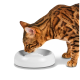Gefleckte Bengal-Katze trinkt aus einer flachen weißen runden Wasserschale vor weißem Hintergrund.