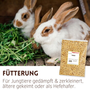 Zwei weiße und braune Kaninchen, die grüne Pflanzen fressen, mit einer Packung Supravit Hafer und deutschem Text über die Fütterung.