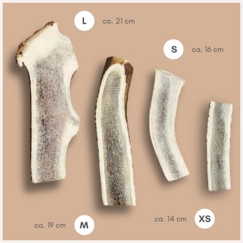 Vier Größen natürlicher Geweih-Kauknochen für Hunde, beschriftet mit L (21 cm), M (19 cm), S (16 cm) und XS (14 cm) auf beigem Hintergrund.