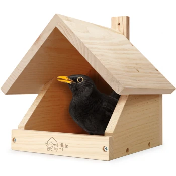Amsel Nistkasten Ein Schwarzvogel mit einem leuchtend orangefarbenen Schnabel schaut aus einem Holzvogelhaus mit schrägem Dach, auf dem der Text "wildlife home" steht.