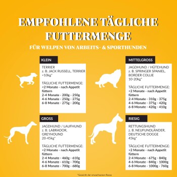 Infografik, die die täglichen Fütterungsmengen für arbeitende und sportliche Welpen zeigt, kategorisiert nach Größe: klein, mittel, groß und riesig.