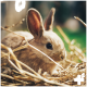 Eine Nahaufnahme eines hellbraunen Kaninchens, das in Stroh gekuschelt ist, mit großen Ohren und leuchtenden Augen, vor einem verschwommenen grünen Hintergrund.