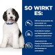 Ein flauschiger schwarz-weißer Welpe sitzt vor einem blauen Hintergrund und hebt gesundheitliche Vorteile für die Harnwege und die Reduzierung von Blasensteinen hervor.