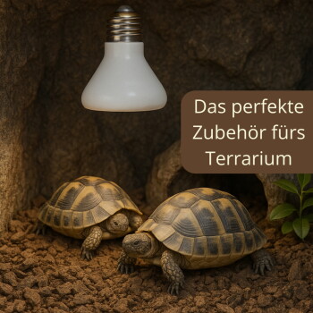 Zwei Schildkröten unter einer Heizlampe auf Substrat in einem Terrarium; Textüberlagerung: 'Das perfekte Zubehör fürs Terrarium'.
