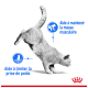 Un chat gris musclé s'étire à côté d'icônes bleues et de texte : "Aide à maintenir la masse musculaire" et "Aide à limiter la prise de poids."