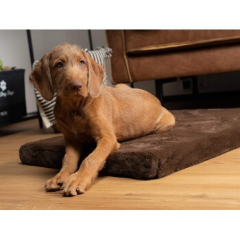 Ein brauner Hund liegt auf einem weichen, dunkelbraunen Hundebett auf einem Holzboden, mit einer gemütlichen Wohnzimmerumgebung im Hintergrund.