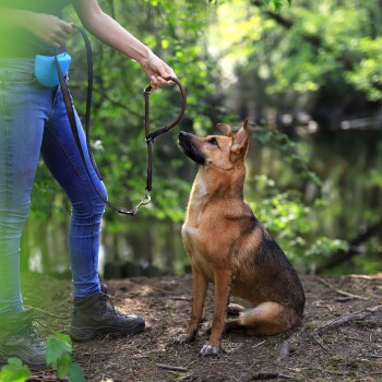 Hundehalsband, Retrieverhalsband braun S