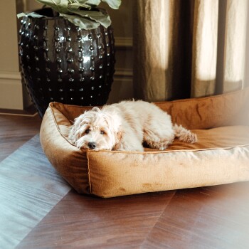 Ein flauschiger, hellfarbener Hund ruht auf einem gemütlichen braunen Hundebett in einem stilvollen Raum mit einem großen schwarzen dekorativen Blumentopf und Vorhängen.