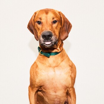 Ein brauner Hund mit einem grünen Halsband sitzt vor einem schlichten weißen Hintergrund und zeigt seinen muskulösen Körperbau und aufmerksame Haltung.