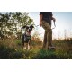 Eine Person, die einen glücklichen, schwarz-weißen Hund an der Leine auf einer grasbewachsenen Fläche während des Sonnenuntergangs führt, umgeben von Bäumen.