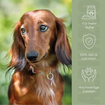 Brauner Hund mit Halsband im Freien, daneben deutscher Text über natürliche, hochwertige Tiernahrung für Ruhe.