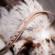 Nahaufnahme des Hundehalses mit einem hellbraunen Lederhalsband mit silbernen Nieten, das das weiche, gesprenkelte Fell des Hundes zeigt.