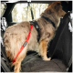 Ein flauschiger, hellbrauner und weißer Hund, der ein schwarzes Geschirr trägt und in einem Auto steht, gesichert mit einem roten Sicherheitsgurt.