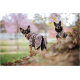 Zwei Hunde in passenden Regenmänteln mit Leopardenmuster posieren im Freien, umgeben von Grün und rosa blühenden Bäumen.