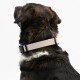Nahaufnahme eines flauschigen braun-schwarzen Hundes mit beigem verstellbarem Halsband und schwarzer Schnalle.