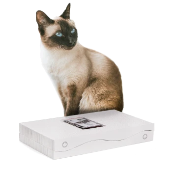 Eine Siamkatze mit auffälligen blauen Augen sitzt neben einer weißen Haustierproduktbox mit einem kleinen Paket oben.