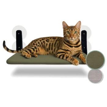 Bengalkatze liegt auf einem wandmontierten grünen Katzenregal mit Saugnapfhalterungen, zeigt Stofffarboptionen.