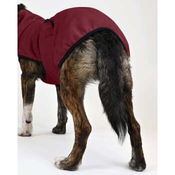 Rückansicht eines gestromten Hundes, der einen dunkelroten Hundemantel mit schwarzem Besatz trägt, stehend vor weißem Hintergrund.