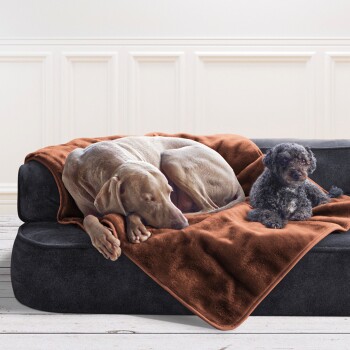 Ein grauer Weimaraner und ein kleiner schwarzer Pudel, die auf einer dunklen Couch ruhen, die mit einer weichen braunen Decke bedeckt ist.