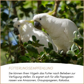 Grüner Papagei hält und isst eine Erdnuss, mit deutschem Text zu Fütterungsempfehlungen darunter.