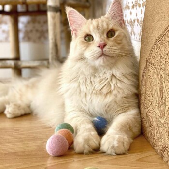 LucyBalu RAINBOW BALLS Katzen Filzbälle