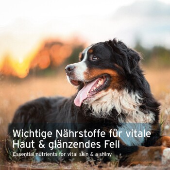 Ein glücklicher Berner Sennenhund auf einem Sonnenuntergangsfeld mit dem Text: "Wichtige Nährstoffe für gesunde Haut und glänzendes Fell."