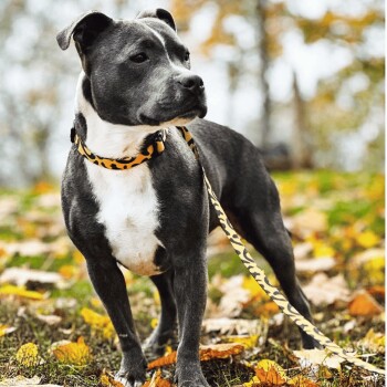 Ein grau-weißer Hund steht auf einem Bett aus Herbstblättern, trägt ein gelb-schwarzes Leopardenmuster-Geschirr und eine Leine.