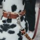Nahaufnahme des Halses eines Dalmatiers mit einem braunen Lederhalsband mit silbernem Verschluss, das an einer passenden Leine befestigt ist.