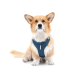 Ein flauschiger Corgi sitzt vor einem weißen Hintergrund, trägt ein dunkelblaues Geschirr mit subtilen Mustern und schaut direkt in die Kamera.