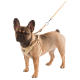 Un Bulldog français portant un harnais en maille beige, attaché à une laisse, se tient devant un fond blanc.
