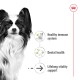 A black and white Papillon dog with large ears, alongside text: "Healthy immune system," "Dental health," "Lifelong vitality support."